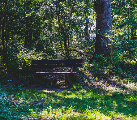 A bench in a forest in summer.
