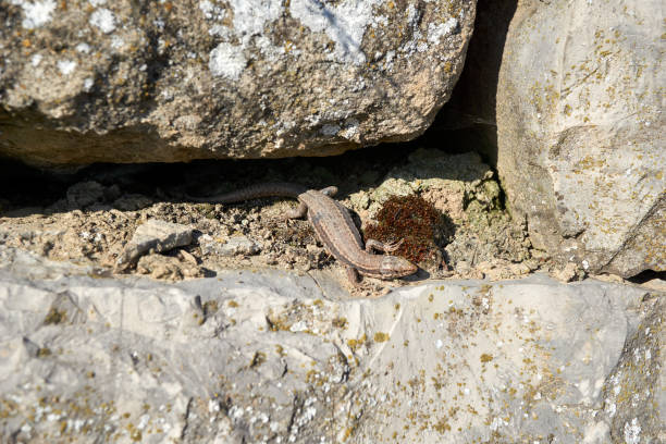 istock macro shot of a lizard on a rock 1374786790