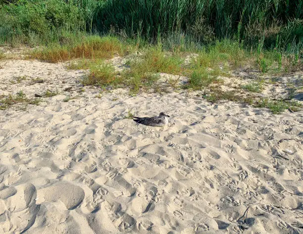 Herring-gull laying on the sand at the morning beach on the Black Sea coast.