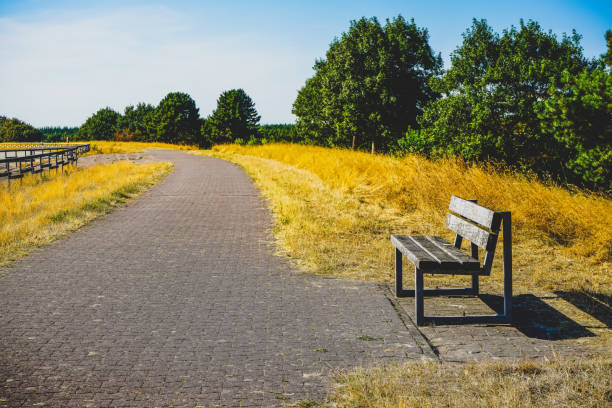 Bench next to a path and a field in summer.