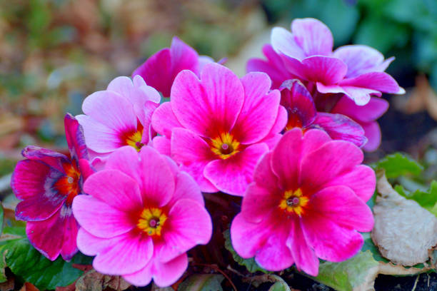 Primula Julian is hybrid of primula polyantha and primula juliae. This popular species in Japan was introduced by repeated crossing of these two species. It is perennial plant, but in Japan it is normally used as annual, because it is difficult for the species to survive the hot summer in the outside. It blooms from November to April and suitable for use in garden beds and borders as well as in containers. The showy flower color ranges from red, red purple, pink, orange, blue, white, yellow to shades in between.