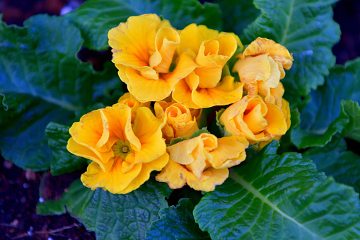 Primula Julian is hybrid of primula polyantha and primula juliae. This popular species in Japan was introduced by repeated crossing of these two species. It is perennial plant, but in Japan it is normally used as annual, because it is difficult for the species to survive the hot summer in the outside. It blooms from November to April and suitable for use in garden beds and borders as well as in containers. The showy flower color ranges from red, red purple, pink, orange, blue, white, yellow to shades in between.