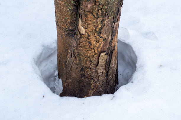 istock Melted snow at the bottom of a tree trunk. Tree growing in the snow. 1374811929