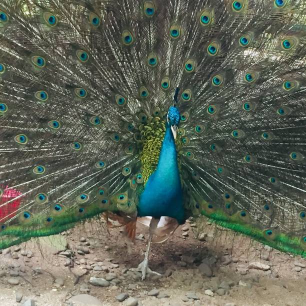istock a peacock with its beautiful wings in bloom. 1374827349