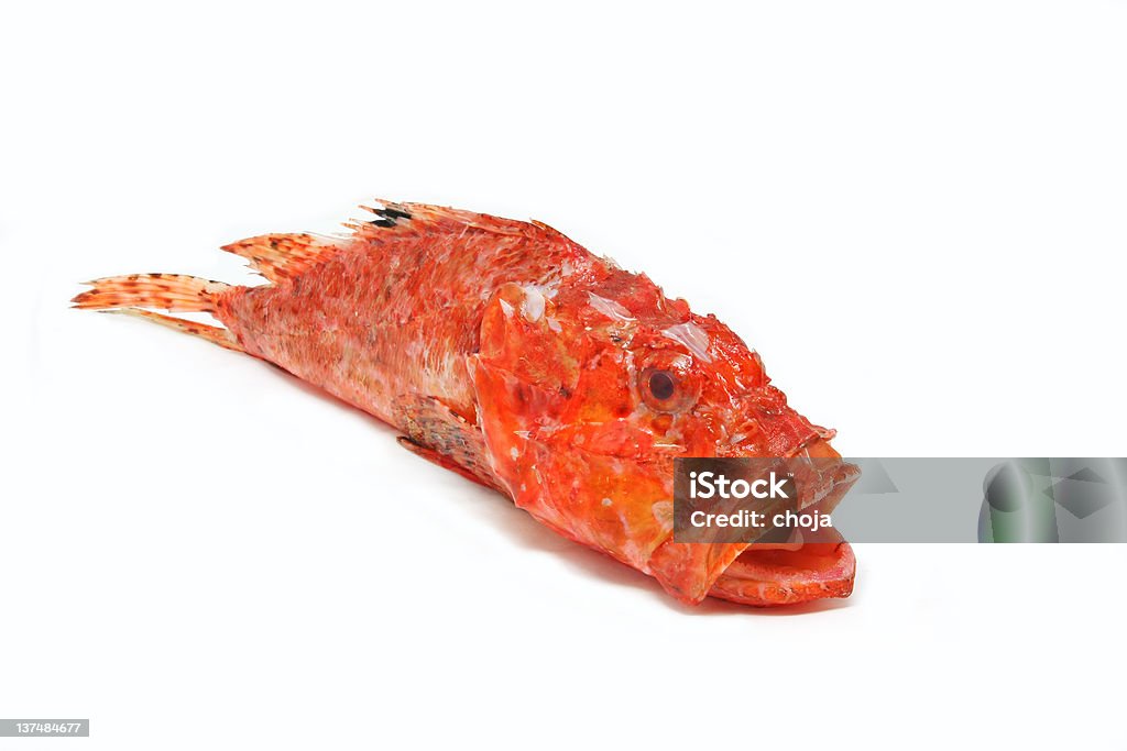 Escorpión Scorpaena Scrofa, pescado prepaired para cocinar - Foto de stock de Pez roca libre de derechos