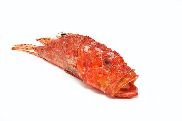 Scorpaena Scrofa