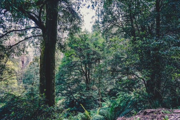 istock View into the rainforest in Australia. 1374850461