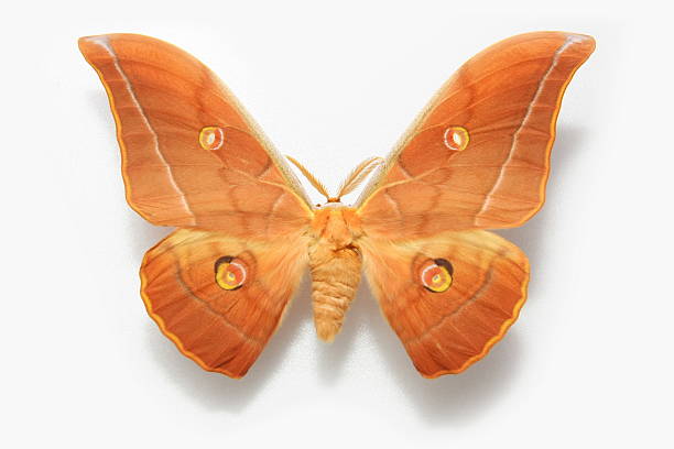 istock Beautiful butterfly...Antheraea pernyi Guerin 137485051
