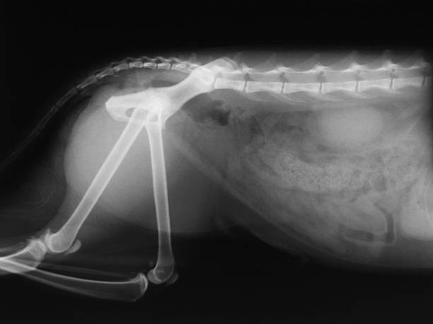 istock X-ray image of dog spine 137485127