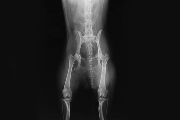 X-ray image of dog's pelvis