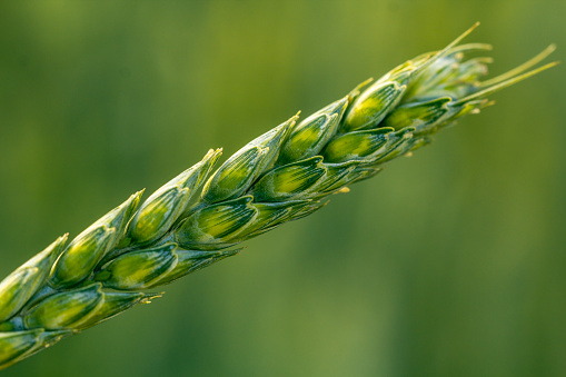 Green wheat in the hands of an agronomist. High quality photo