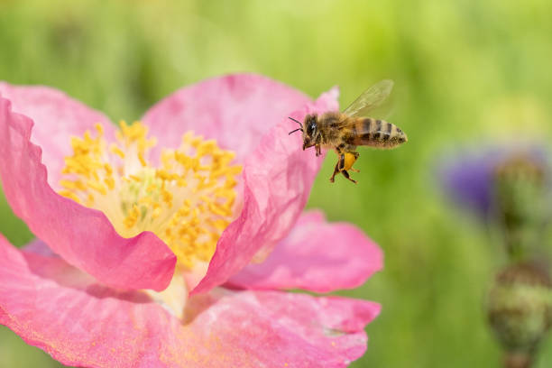 istock Honey Bee Landing on Pink Flower 1374860470