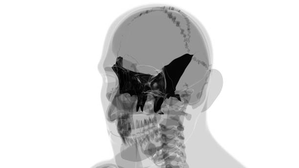 istock Human Skeleton Skull Sphenoid Bone Anatomy For Medical Concept 1374862173