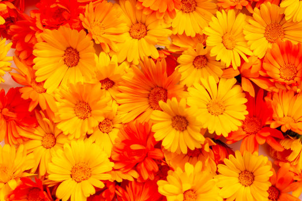 Calendula is a joyful flower. Yellow and orange calendula flowers as a background. Yellow and orange calendula flowers as a background. Calendula is a joyful flower. field marigold stock pictures, royalty-free photos & images