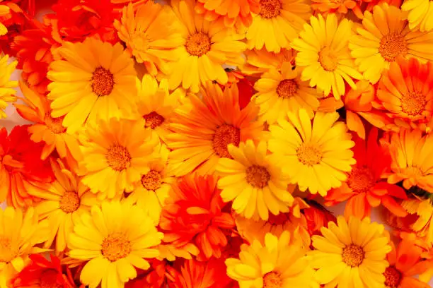 Yellow and orange calendula flowers as a background. Calendula is a joyful flower.