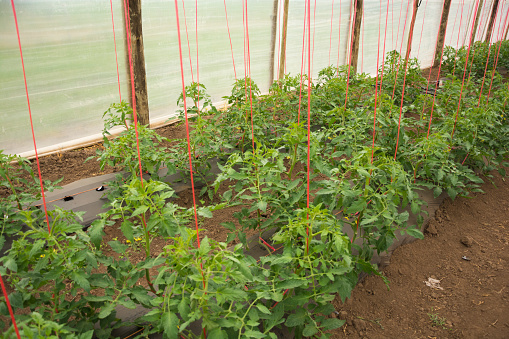 Efficient greenhouse tomato cultivation practices show ripe tomatoes in a greenhouse.