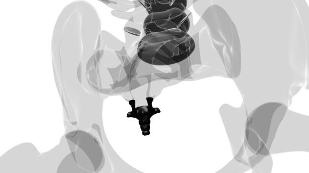 istock Human Skeleton Vertebral Column Coccyx or tail bone Anatomy 1374870023