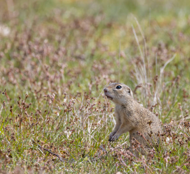 istock Ground squirrel colony, national natural monuments Radouc, Mlada Boleslav, Czech Republic 1374875629