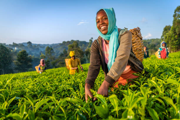 afrikanische frauen zupfen teeblätter auf plantage, ostafrika - tea crop picking agriculture women stock-fotos und bilder