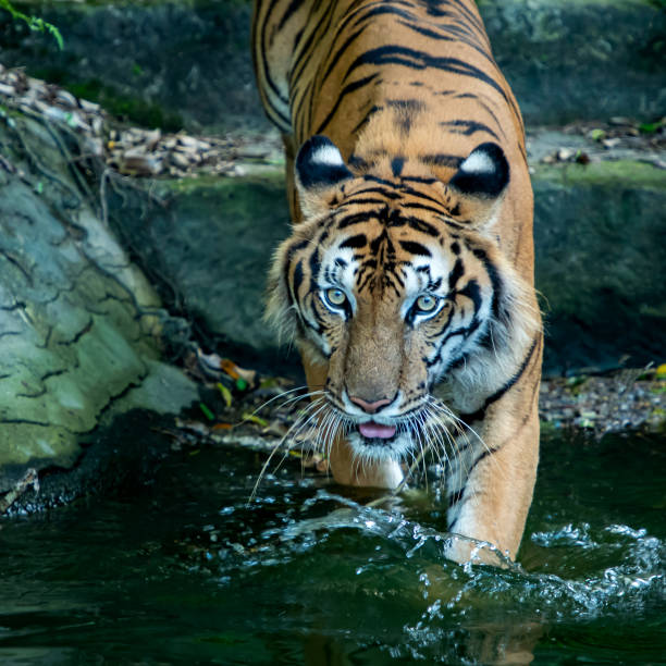 istock Photos of tiger naturally. 1374895703