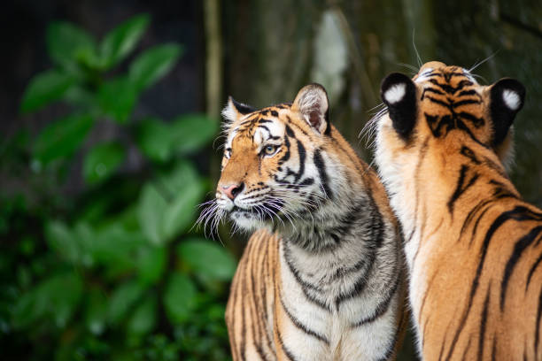 istock Portrait of tiger. 1374895717