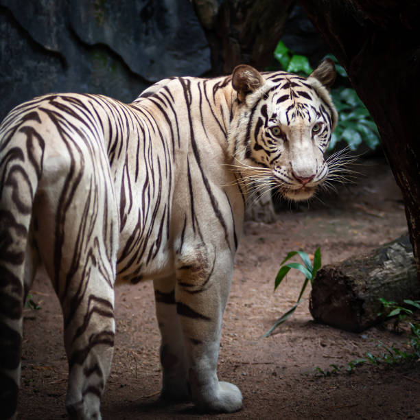 istock Portrait of tiger. 1374895776