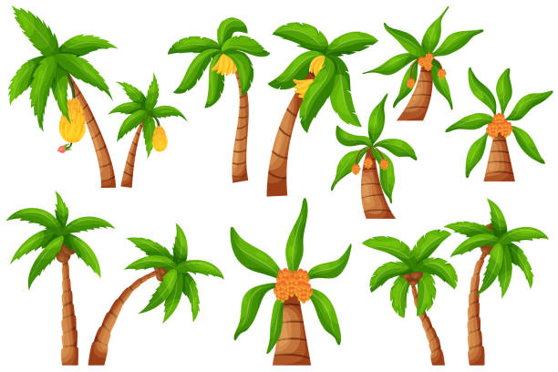 ilustrações de stock, clip art, desenhos animados e ícones de jungle palm tree. cartoon exotic tropical plant, coco and banana palm isolated elements. vector set - gaguez estado médico