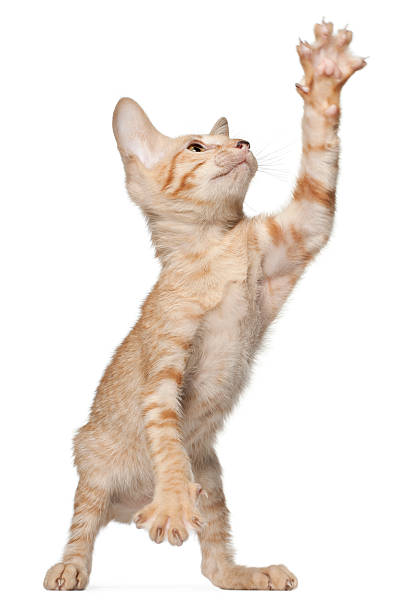 istock Peterbald cat, standing in front of white background 137491266