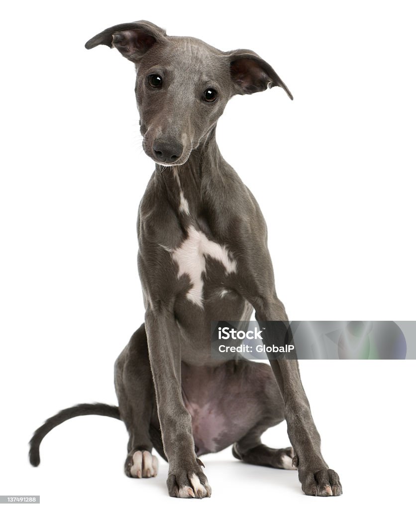 Whippet chiot, assis en face de fond blanc - Photo de Whippet libre de droits