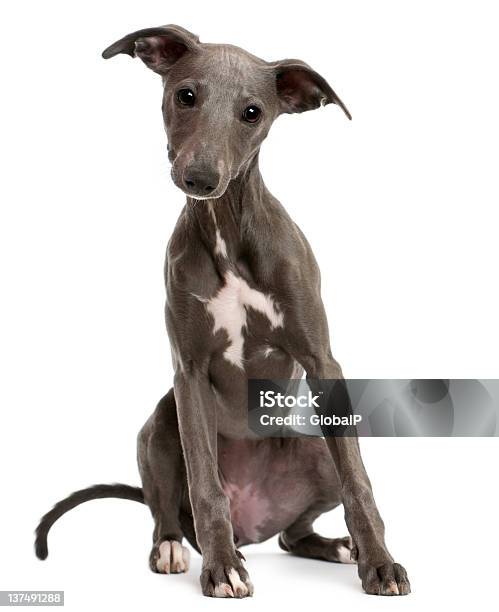 Photo libre de droit de Whippet Chiot Assis En Face De Fond Blanc banque d'images et plus d'images libres de droit de Whippet - Whippet, Fond blanc, Chiot