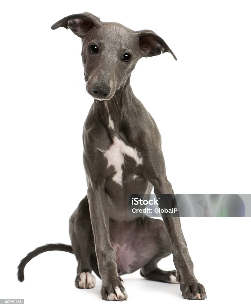 Whippet puppy, sitting in front of white background Whippet puppy, 6 months old, sitting in front of white background Whippet Stock Photo