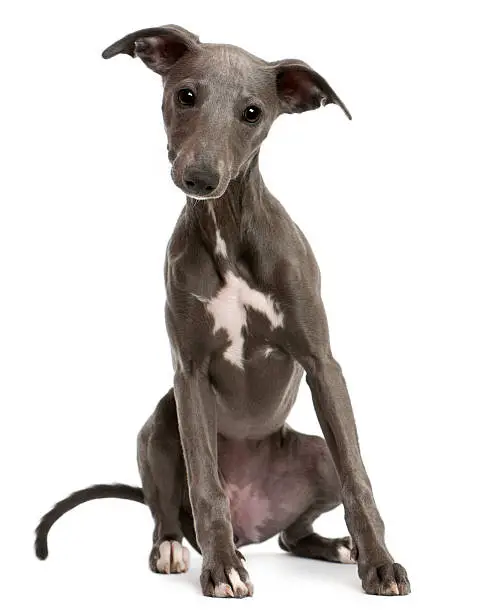 Whippet puppy, 6 months old, sitting in front of white background