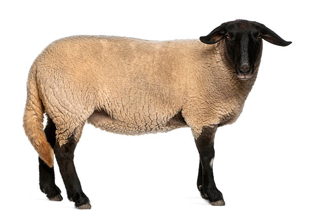 istock Female Suffolk sheep, Ovis aries, 2 years old, standing 137491339