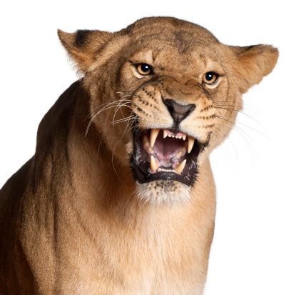 Lioness, Panthera leo, 3 years old, snarling in front of white background