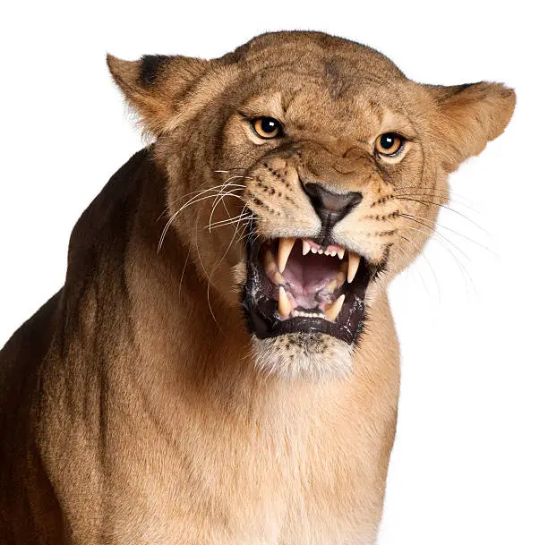 Lioness, Panthera leo, 3 years old, snarling in front of white background