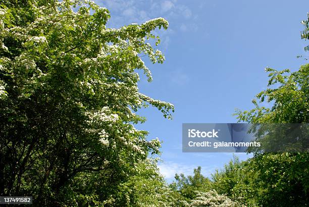 Hawthorn Em Maio De - Fotografias de stock e mais imagens de Ao Ar Livre - Ao Ar Livre, Arbusto, Azul
