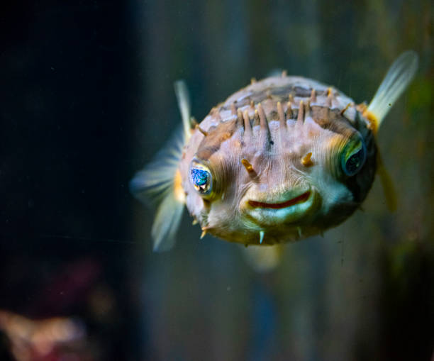 pesce istrice a spina lunga - diodon holocanthus - porcupinefish foto e immagini stock