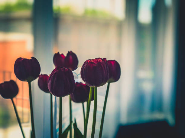Some beautiful flowers in a vase.