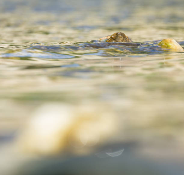 Stones and pebbles in shallow water with gentle wave action
