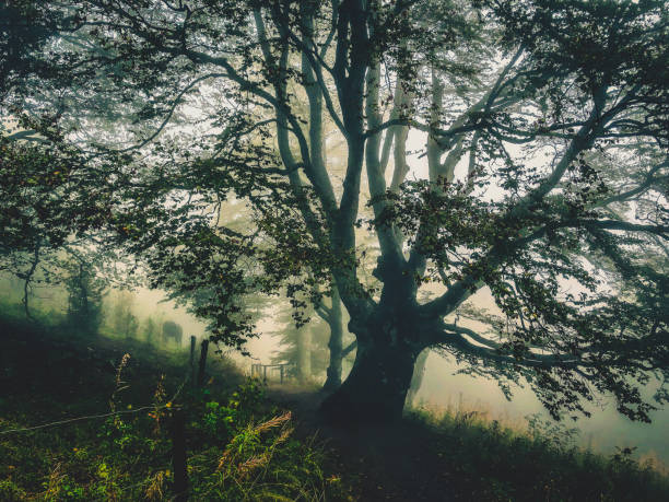 istock Trees in the Black Forest in Germany with fog. 1374933394