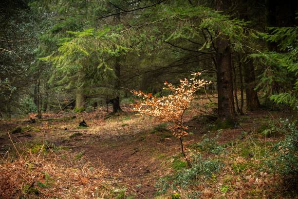 haya escondida, new forest - glade england autumn forest fotografías e imágenes de stock