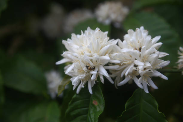 istock Robusta coffee flower blossom on green tree branch. 1374943476