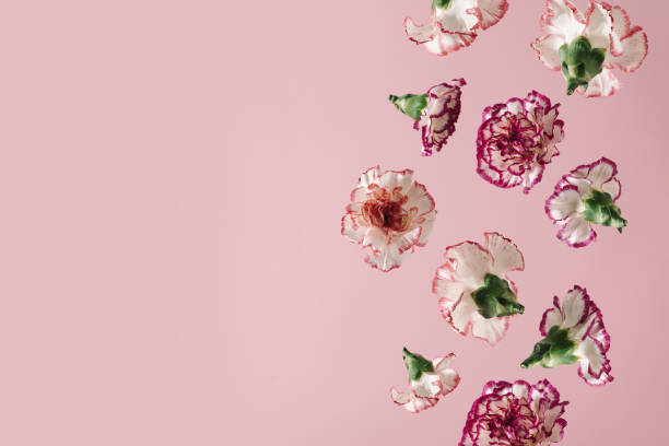istock Creative colorful scene made of carnation blossom falling on pastel pink background. Nature flower concept. Spring floral layout. Minimal birthday or wedding aesthetic. 1374948607