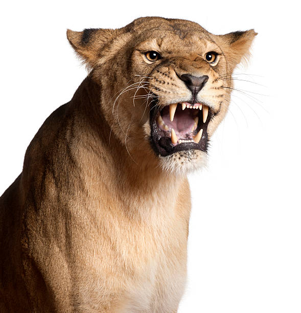 istock A lioness growling on a white background 137496488