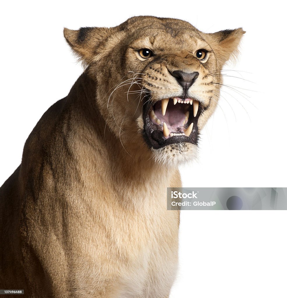 A lioness growling on a white background Lioness, Panthera leo, 3 years old, snarling in front of white background Lioness - Feline Stock Photo