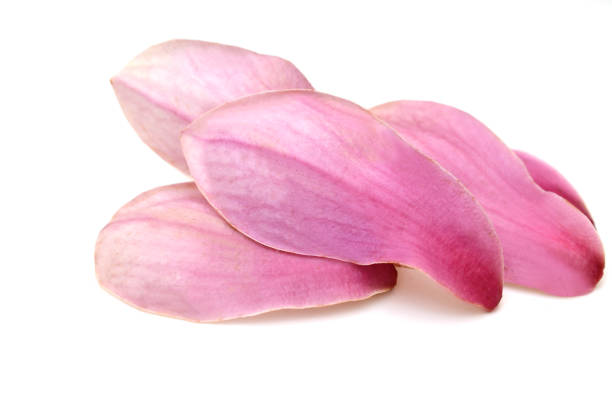 Magnolia flower petals on white