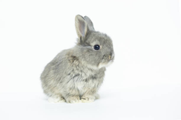 istock Grey baby rabbit on a white background copy space 1374967333