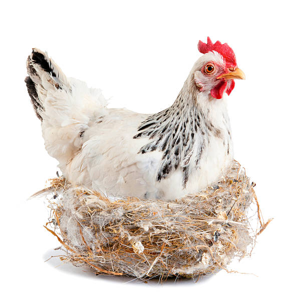 istock Chicken laying hen sitting on the nest. 137497006