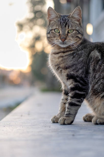 아름다운 길 잃은 고양이 에 더 거리 - stray cat 뉴스 사진 이미지