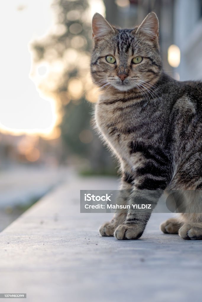 Beautiful Stray Cat On The Street Domestic Cat Stock Photo
